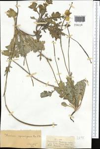 Glaucium squamigerum Kar. & Kir., Middle Asia, Dzungarian Alatau & Tarbagatai (M5) (Kazakhstan)