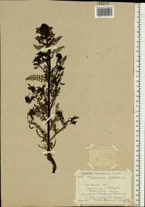 Pedicularis palustris, Eastern Europe, North-Western region (E2) (Russia)