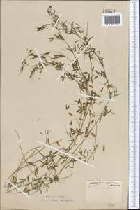 Vicia tetrasperma (L.) Schreb., Middle Asia, Northern & Central Kazakhstan (M10) (Kazakhstan)