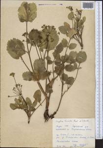 Angelica ternata Regel & Schmalh., Middle Asia, Pamir & Pamiro-Alai (M2) (Tajikistan)