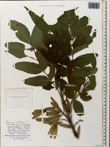 Fraxinus angustifolia subsp. oxycarpa (M.Bieb. ex Willd.) Franco & Rocha Afonso, Caucasus, Stavropol Krai, Karachay-Cherkessia & Kabardino-Balkaria (K1b) (Russia)