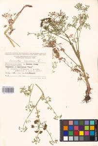 Oenanthe aquatica (L.) Poir., Eastern Europe, Moscow region (E4a) (Russia)