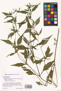 Bidens connata Muhl. ex Willd., Eastern Europe, Central region (E4) (Russia)