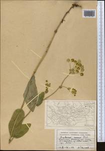 Bupleurum aureum Fisch., Middle Asia, Dzungarian Alatau & Tarbagatai (M5) (Kazakhstan)