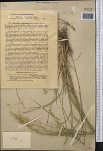 Elymus longearistatus (Boiss.) Tzvelev, Middle Asia, Pamir & Pamiro-Alai (M2)
