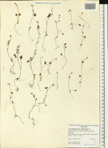 Coriandrum sativum L., Eastern Europe, Northern region (E1) (Russia)