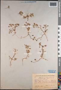 Medicago lupulina L., Siberia, Baikal & Transbaikal region (S4) (Russia)