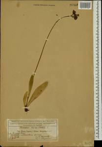 Pilosella aurantiaca subsp. aurantiaca, Eastern Europe, Northern region (E1) (Russia)