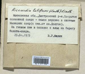 Riccardia latifrons (Lindb.) Lindb., Bryophytes, Bryophytes - Moscow City & Moscow Oblast (B6a) (Russia)