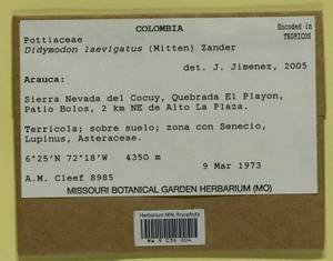 Didymodon laevigatus (Mitt.) R.H. Zander, Bryophytes, Bryophytes - America (BAm) (Colombia)