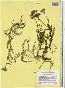 Achillea millefolium L., Caucasus, Krasnodar Krai & Adygea (K1a) (Russia)