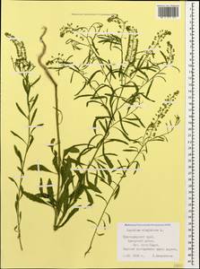 Lepidium virginicum L., Caucasus, Krasnodar Krai & Adygea (K1a) (Russia)