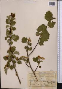 Crataegus chlorocarpa Lenné & K. Koch, Middle Asia, Dzungarian Alatau & Tarbagatai (M5) (Kazakhstan)