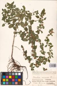MHA 0 158 125, Mentha arvensis L., Eastern Europe, Lower Volga region (E9) (Russia)