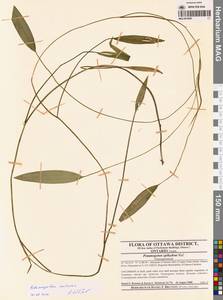 Potamogeton, America (AMER) (Canada)