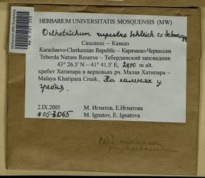 Lewinskya rupestris (Schleich. ex Schwägr.) F. Lara, Garilleti & Goffinet, Bryophytes, Bryophytes - North Caucasus & Ciscaucasia (B12) (Russia)