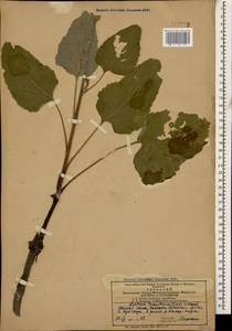 Arctium tomentosum Mill., Caucasus, Azerbaijan (K6) (Azerbaijan)
