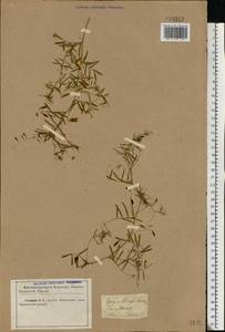 Vicia tetrasperma (L.) Schreb., Eastern Europe, North Ukrainian region (E11) (Ukraine)