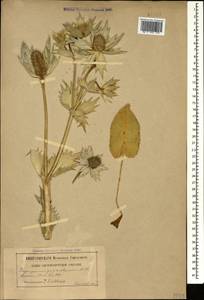 Eryngium giganteum M. Bieb., Caucasus (no precise locality) (K0)