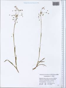 Luzula pilosa (L.) Willd., Siberia, Baikal & Transbaikal region (S4) (Russia)