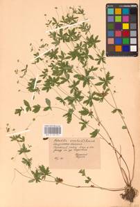 Potentilla erecta (L.) Raeusch., Eastern Europe, Central region (E4) (Russia)