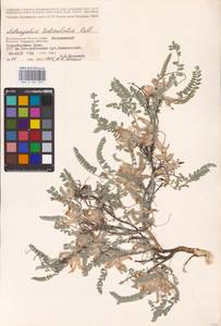 Astragalus testiculatus Pall., Eastern Europe, Lower Volga region (E9) (Russia)