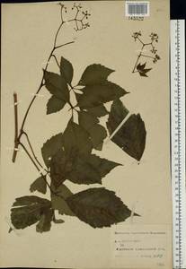 Parthenocissus quinquefolia (L.) Planch., Eastern Europe, Central forest-and-steppe region (E6) (Russia)