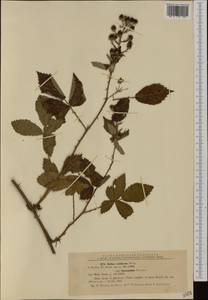 Rubus grabowskii Weihe ex Günther, Grab. & Wimm., Western Europe (EUR) (Romania)