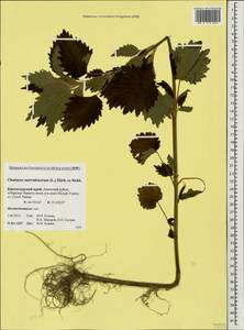 Chaiturus marrubiastrum (L.) Ehrh. ex Rchb., Caucasus, Krasnodar Krai & Adygea (K1a) (Russia)