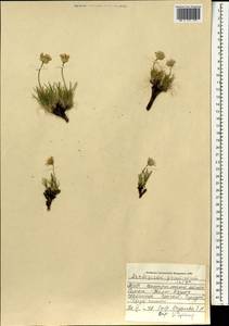 Arctogeron gramineum (L.) DC., Mongolia (MONG) (Mongolia)