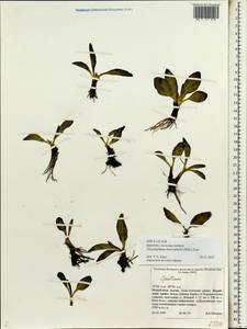 Gentiana macrophylla Pall., Siberia, Altai & Sayany Mountains (S2) (Russia)