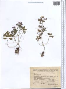 Geranium, Middle Asia, Pamir & Pamiro-Alai (M2) (Uzbekistan)