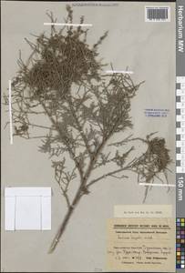 Tamarix hispida Willd., Middle Asia, Syr-Darian deserts & Kyzylkum (M7) (Uzbekistan)