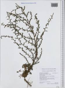 Artemisia scoparia Waldst. & Kit., Western Europe (EUR) (Greece)
