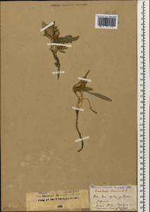 Convolvulus lineatus L., Caucasus, Stavropol Krai, Karachay-Cherkessia & Kabardino-Balkaria (K1b) (Russia)