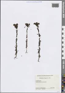 Bellardia trixago (L.) All., Caucasus, Azerbaijan (K6) (Azerbaijan)