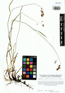 Hyalopoa lanatiflora (Roshev.) Tzvelev, Siberia, Baikal & Transbaikal region (S4) (Russia)
