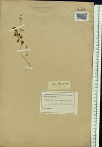 Linnaea borealis L., Siberia (no precise locality) (S0) (Russia)