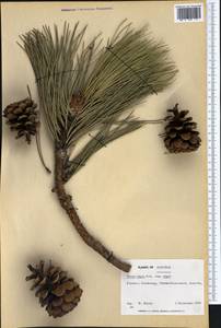 Pinus nigra J.F. Arnold, Western Europe (EUR) (Austria)