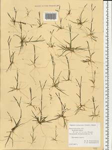 Digitaria ischaemum (Schreb.) Muhl., Eastern Europe, Volga-Kama region (E7) (Russia)
