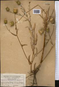 Cousinia waldheimiana Bornm., Middle Asia, Western Tian Shan & Karatau (M3) (Kyrgyzstan)