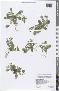 Anthyllis circinnata (L.) D.D.Sokoloff, South Asia, South Asia (Asia outside ex-Soviet states and Mongolia) (ASIA) (Turkey)