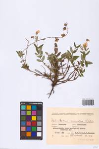 Helianthemum nummularium (L.) Mill., Eastern Europe, Eastern region (E10) (Russia)