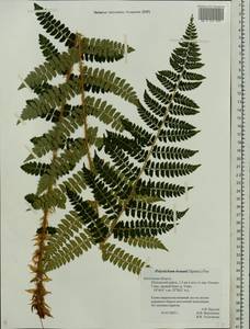 Polystichum braunii (Spenn.) Fée, Eastern Europe, Central region (E4) (Russia)