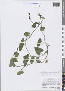 Calystegia sepium (L.) R. Br., Eastern Europe, Lower Volga region (E9) (Russia)
