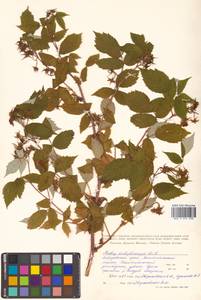 Rubus idaeus subsp. melanolasius Focke, Siberia, Russian Far East (S6) (Russia)