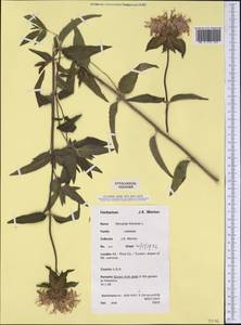 Monarda fistulosa L., America (AMER) (United States)