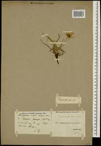 Tragopogon reticulatus Boiss. & A. Huet, Caucasus, Georgia (K4) (Georgia)