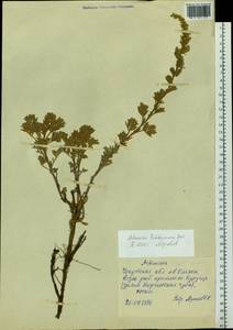 Artemisia ledebouriana Besser, Siberia, Baikal & Transbaikal region (S4) (Russia)