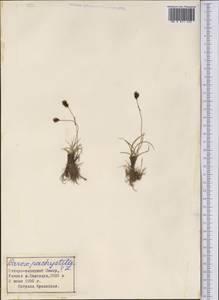 Carex pachystylis J.Gay, Middle Asia, Pamir & Pamiro-Alai (M2) (Tajikistan)
